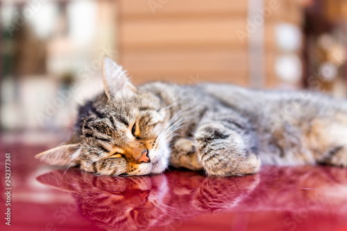 Cute tabby cat face macro closeup sleeping resting on top of red car on street in Lviv or Lvov, Ukraine old town city and nobody