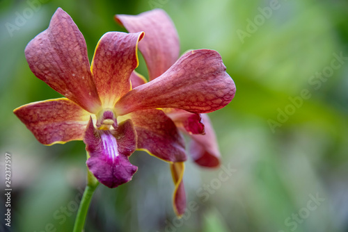 Orchid blooms