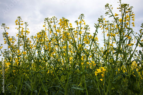 Blooming rapeseed field