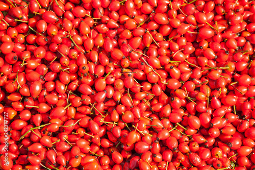 Background of red rose hips