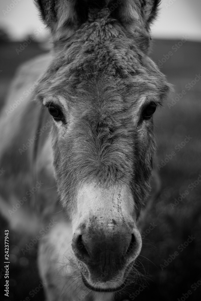 Fototapeta premium Black and White Portrait of a Donkey