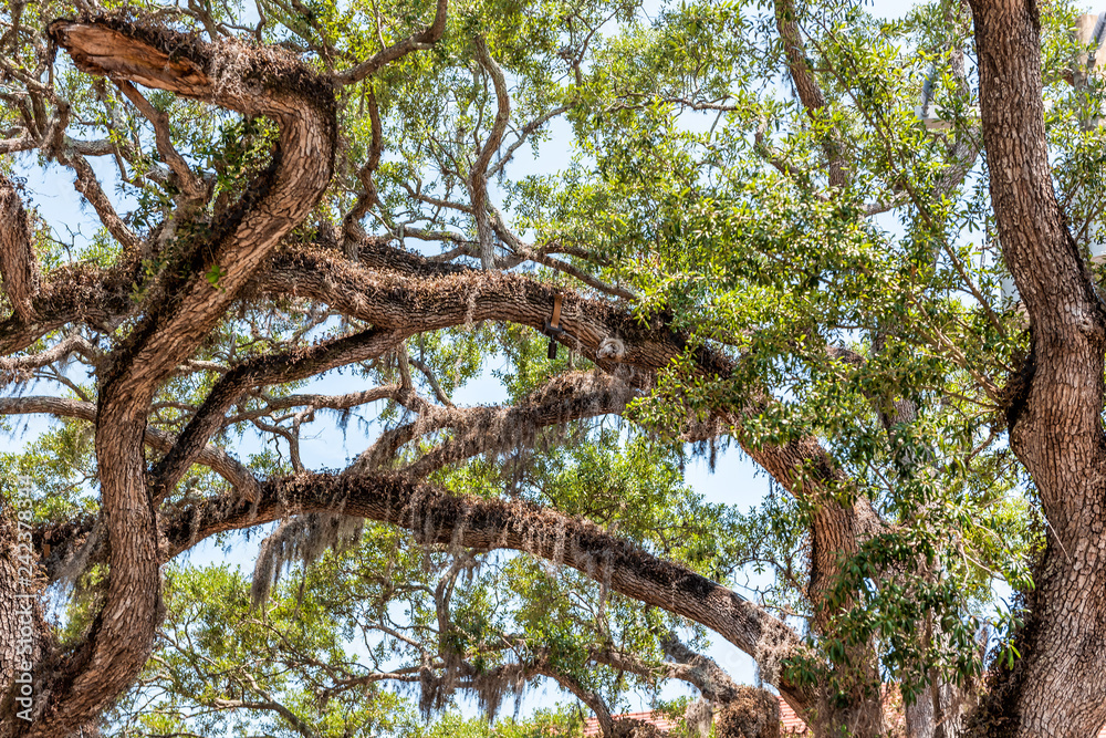 Fototapeta premium Closeup low angle, looking up view of tall southern live oak tree perspective with hanging Spanish moss in St Augustine Florida forming arches