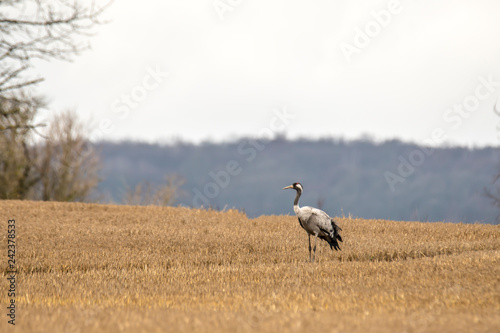 eurasian cranes land on a harvested korn field