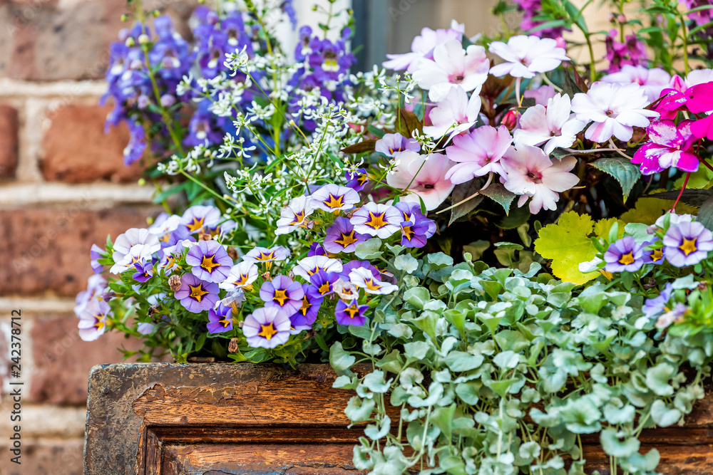 Obraz premium Zbliżenie okna fioletowy kolor niebieski i różowe dekoracje kosza kwiatowego w słoneczny letni dzień z architekturą z cegły w Charleston w Południowej Karolinie