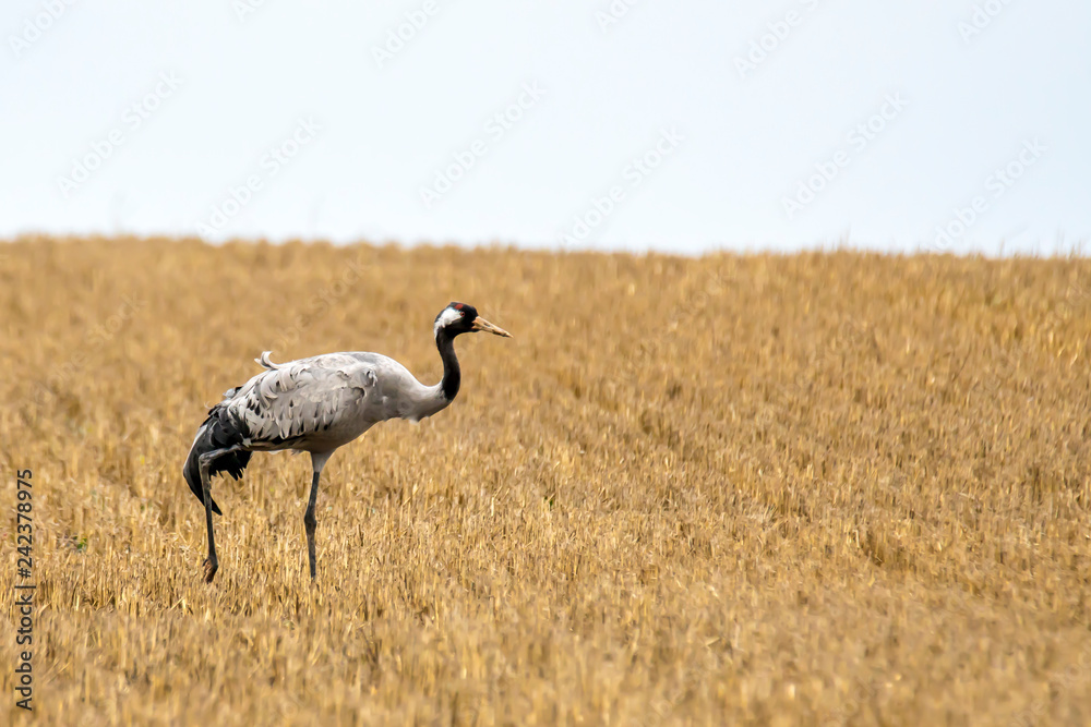 Fototapeta premium eurasian cranes land on a harvested korn field
