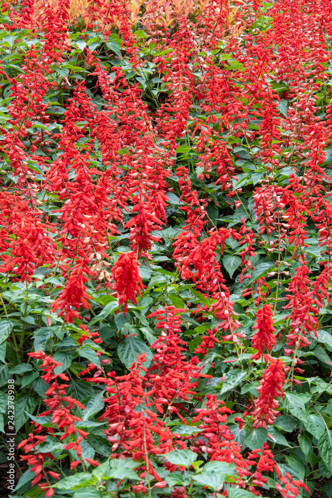 flower bed of bright red blooms