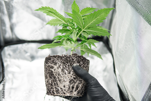CBD in roots Marijuana. Roots In the hands of the grower. Professional cannabis cultivation grow. Beautiful roots of the marijuana plant. Macro healthy cannabis roots.