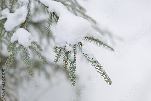 Small fir trees covered with snow in a forest © shutnica