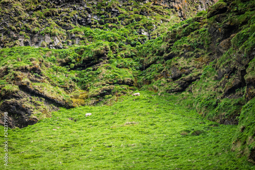 Icelandic sheep grazing on green meadow pasture field with hill, mountain rocky cliff in Iceland summer in Vik