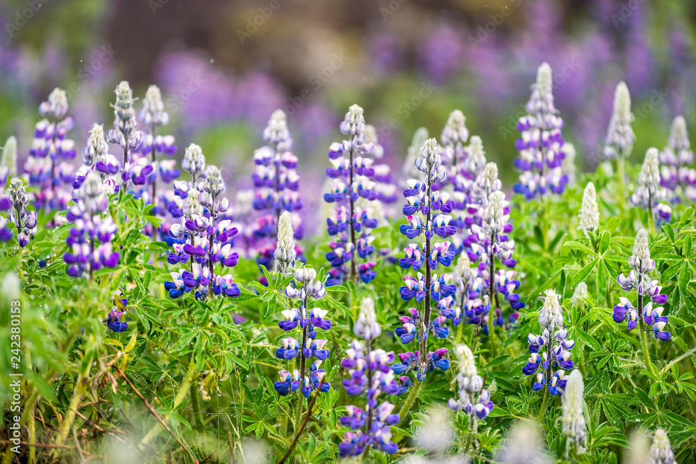 Fototapeta premium Closeup of colorful blue and purple wet lupine flowers in Iceland with blurred background bokeh and detail texture of blossoms during rain