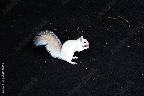 Albino Squirrel
