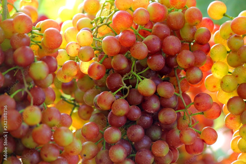 ripe grapes harvest in vineyard
