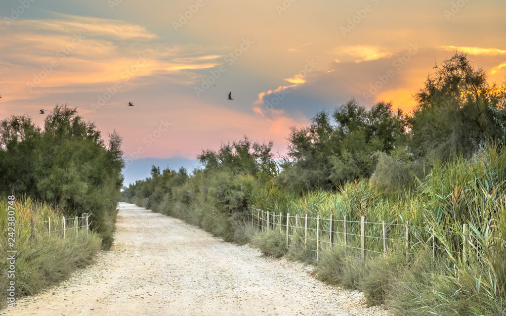 Road through nature reserve of Camarque Road through nature reserve of Camarque