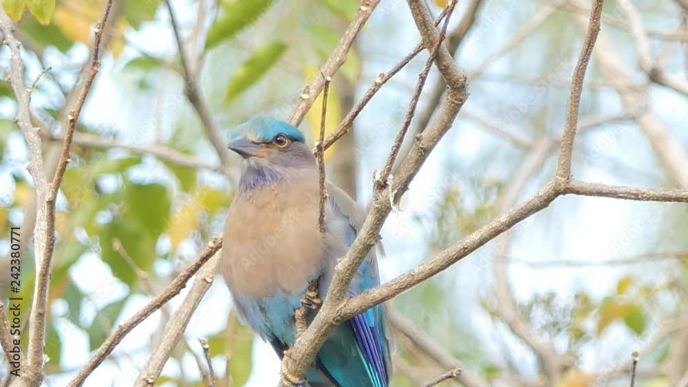 Indian roller bird (Coracias benghalensis) on branch in tropical rain forest. Indian roller bird (Coracias benghalensis) on branch in tropical rain forest.