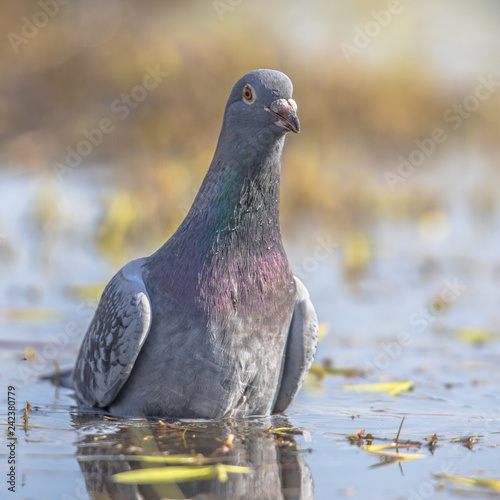 Stock dove washing in shallow water photo