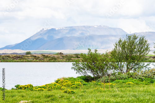 Landscape view of Iceland in Skutustadagigar with lake Myvatn during cloudy day and green tree plant and flowers with calm water and mountain in summer