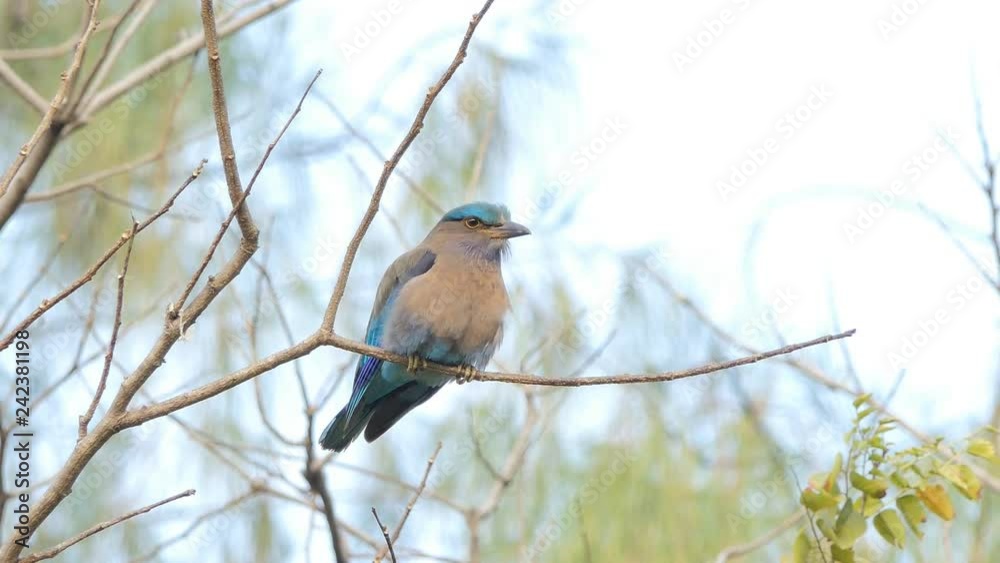 Indian roller bird (Coracias benghalensis) on branch in tropical rain forest. Indian roller bird (Coracias benghalensis) on branch in tropical rain forest.