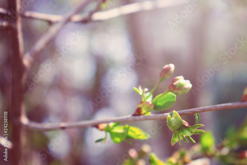 Spring background, banner. First spring gentle leaves, buds and branches close up with sun light and bokeh background
