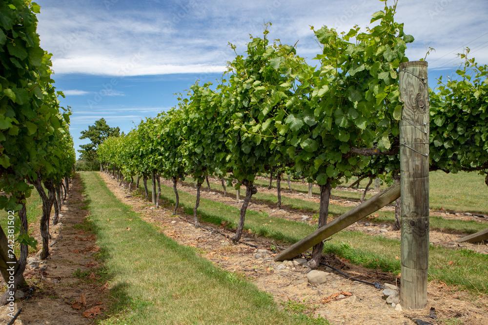 Rows of grape vines are supported with a trellis system in Canterbury, New Zealand