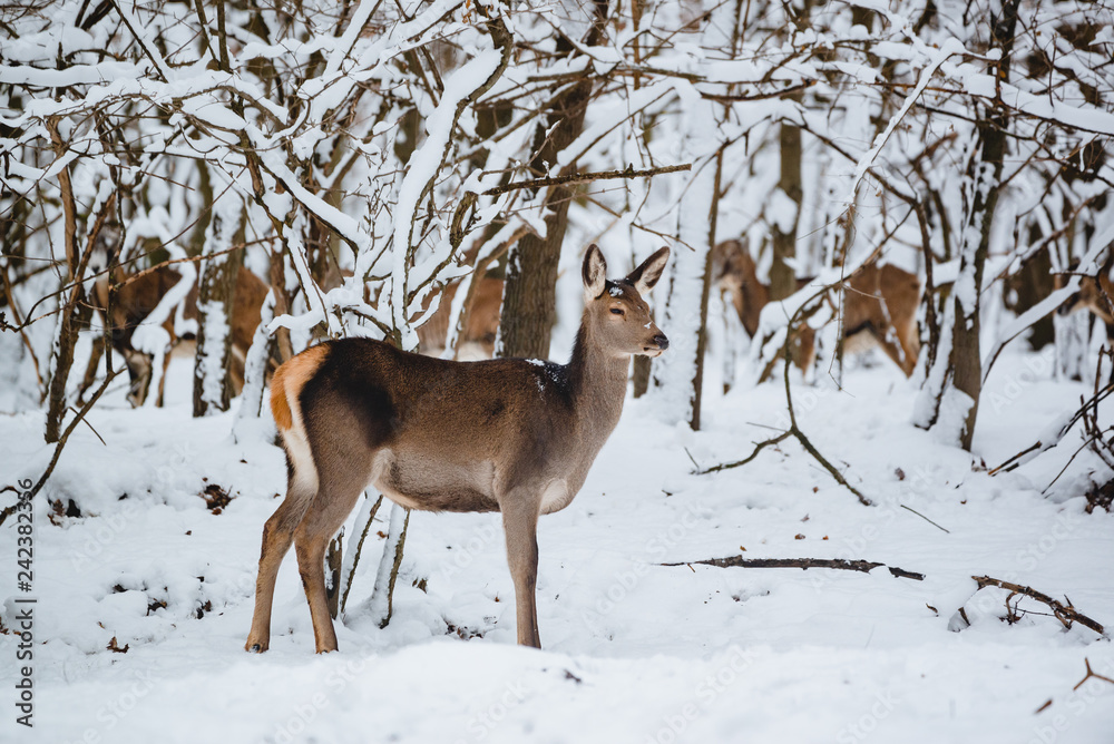 Female red deer in the winter forest Female red deer in the winter forest