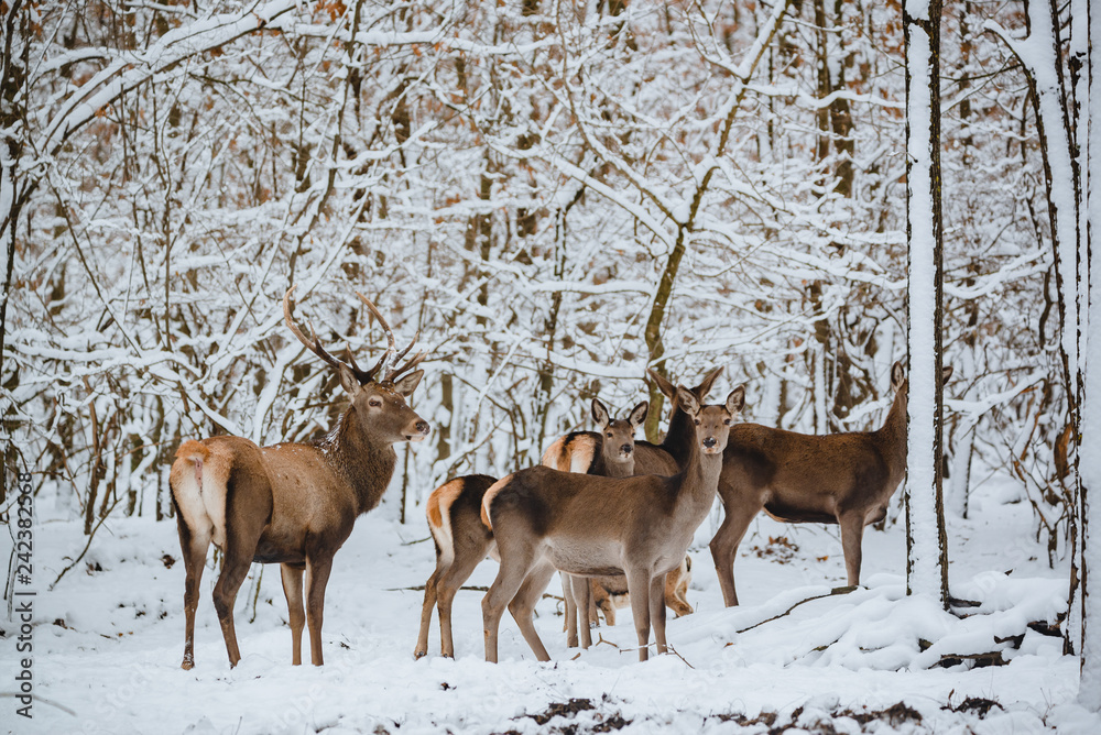 Red deer herd in the winter forest Red deer herd in the winter forest