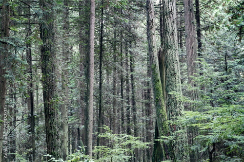 Pacific Spirit Park in the morning; Calm and stillness in the beautiful green forest