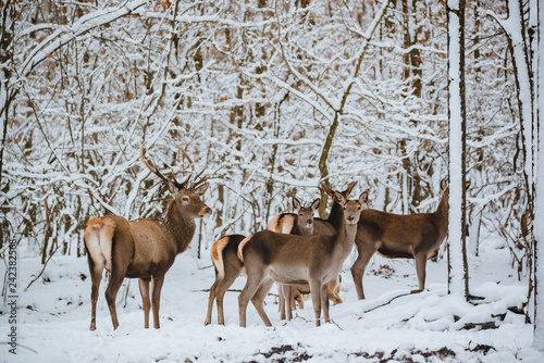 Red deer herd in the winter forest © Creaturart