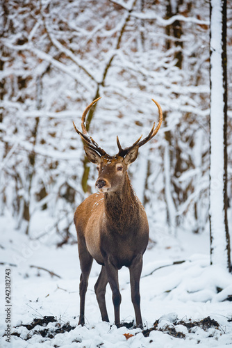 Red Deer Cervus elaphus buck in the winter forest © Creaturart