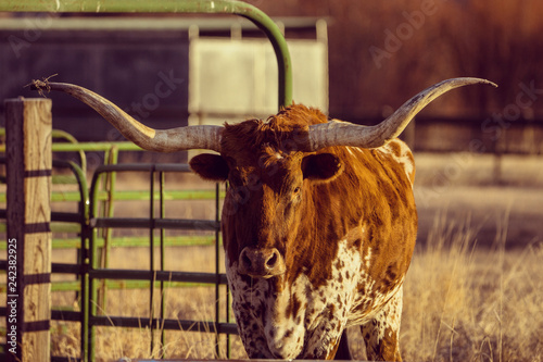 Texas Longhorn