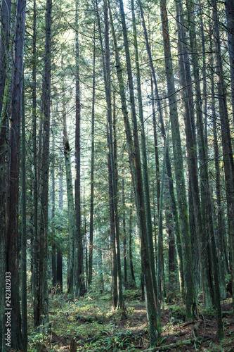 Pacific Spirit Park in the morning  Calm and stillness in the beautiful green forest