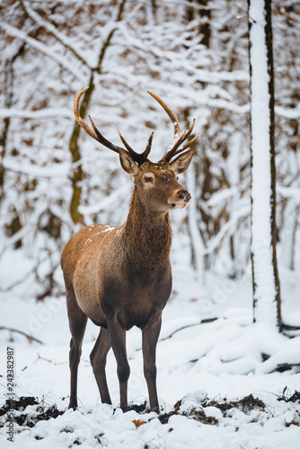 Red Deer Cervus elaphus buck in the winter forest