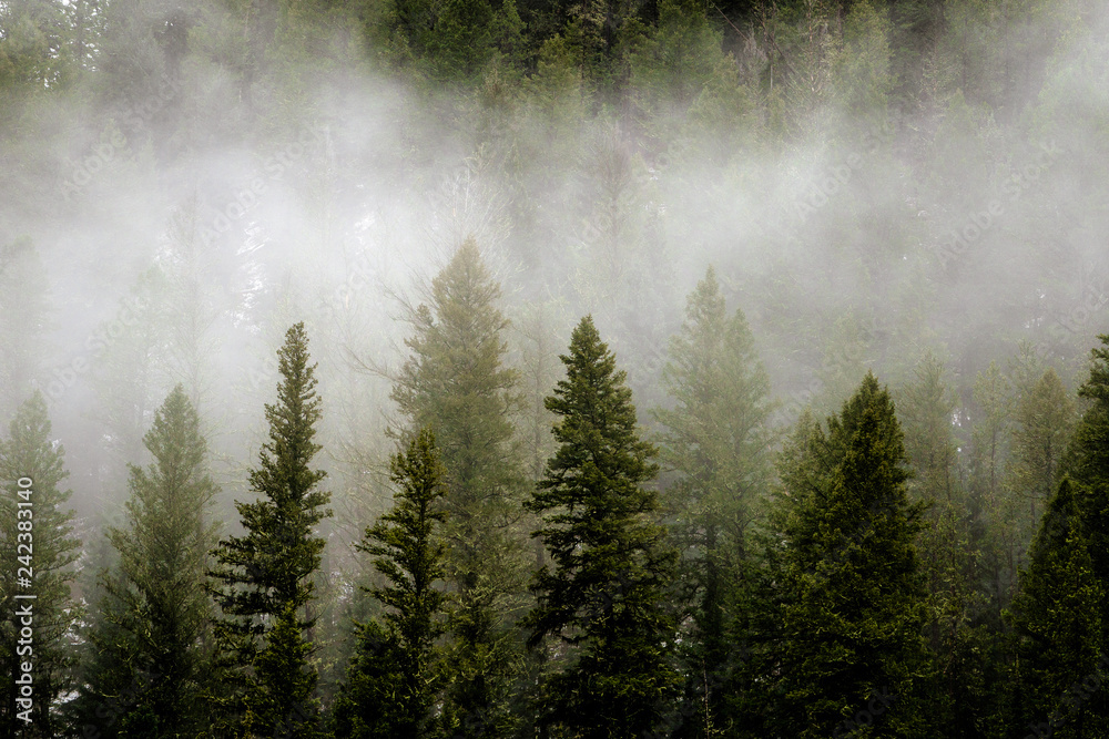 fog in forest fog in forest
