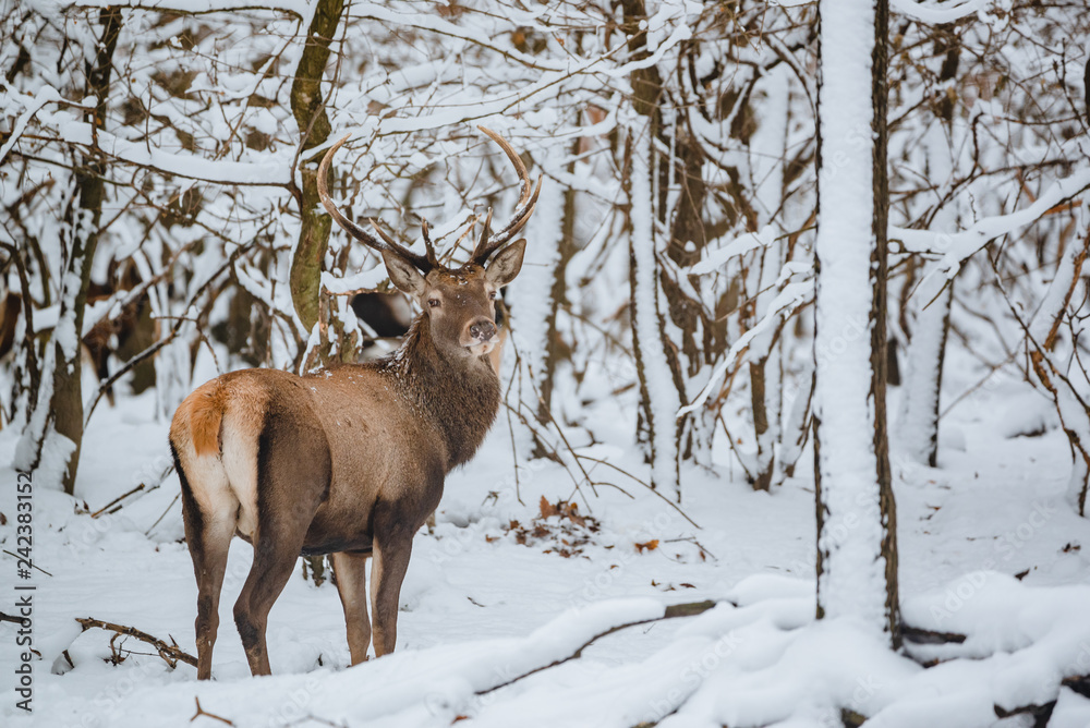 Fototapeta premium Red Deer Cervus elaphus buck in the winter forest