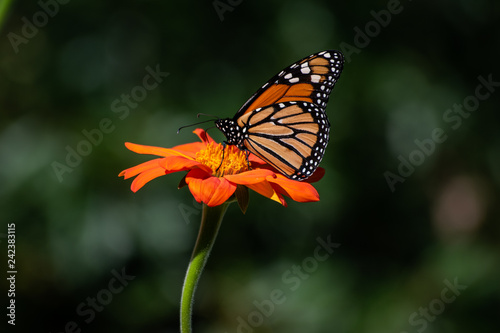 Monarch butterfly on flower