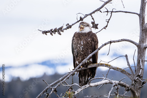 Eagle Call