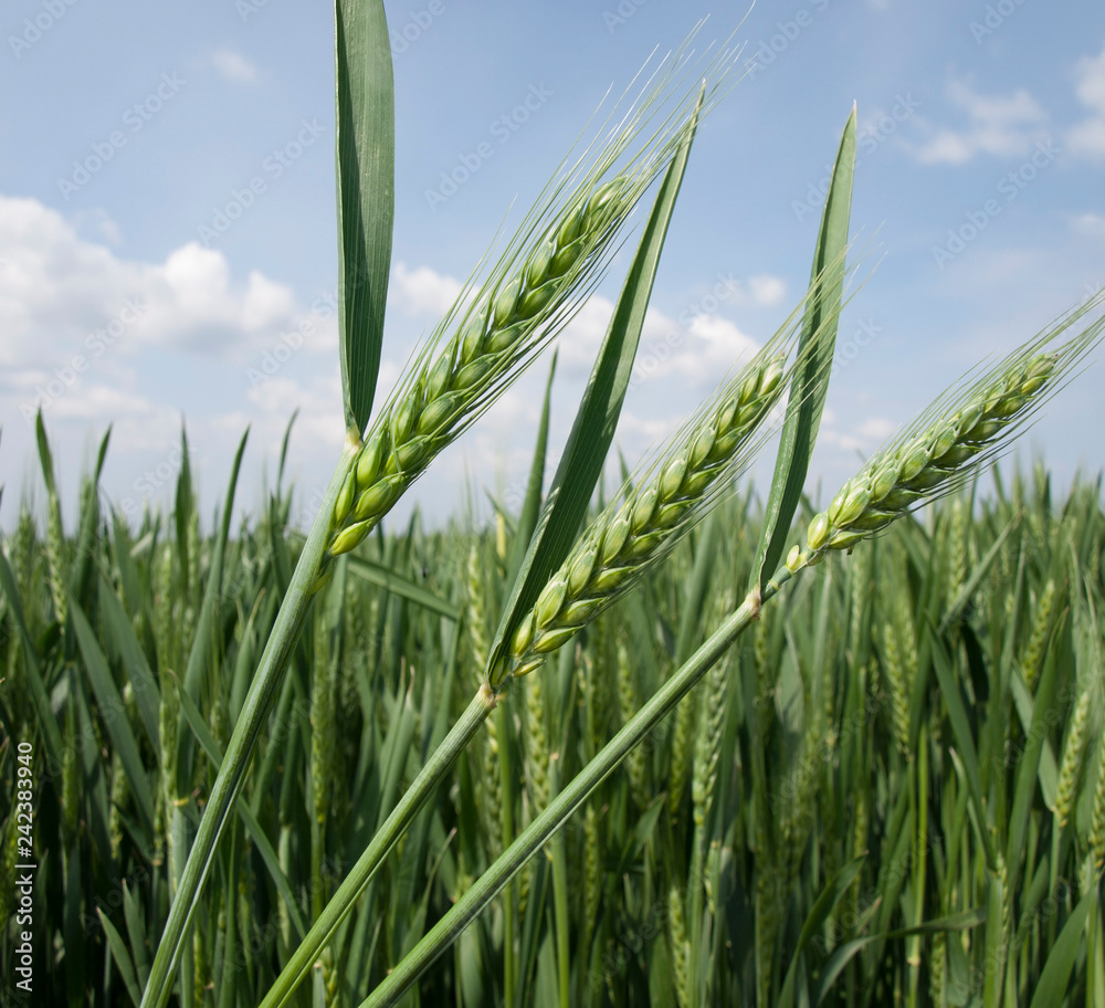 Fototapeta premium green wheat field