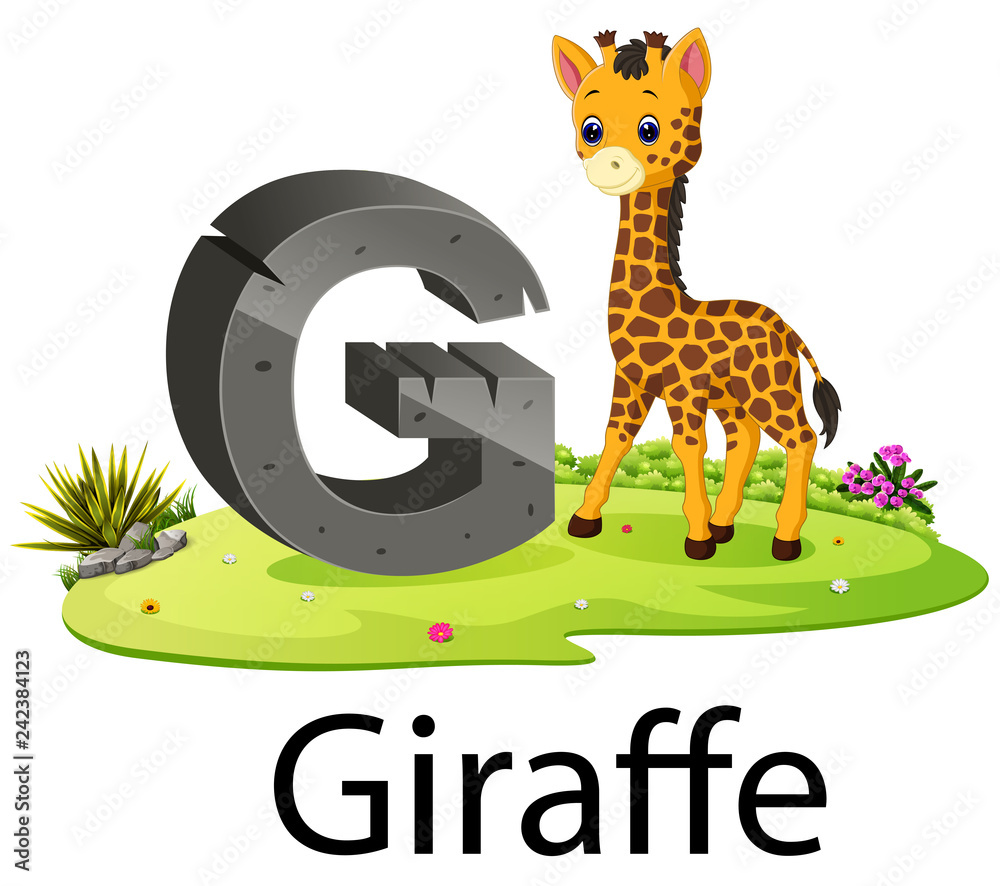 Fototapeta premium cute zoo animal alphabet G for giraffe with real animal 