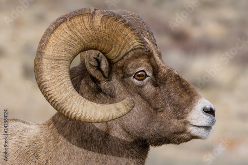 portrait of a ram