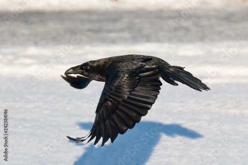 flying raven in snow on a cold day i february