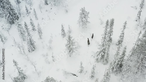 Moose in the winter forest
