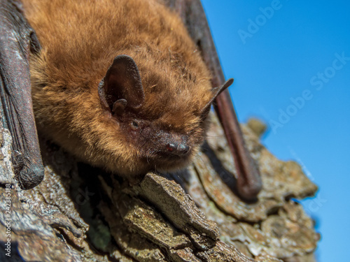 small bat in daylight, common pipistrelle, on a spring day