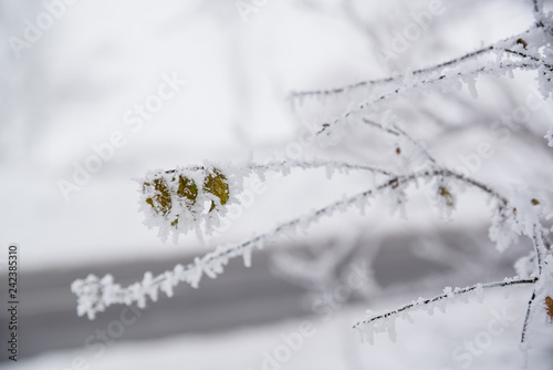Close up photo of frozen leaf on a tree in winter forest photo