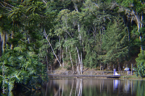 forest