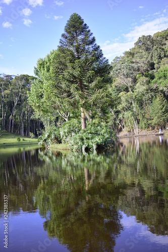 forest