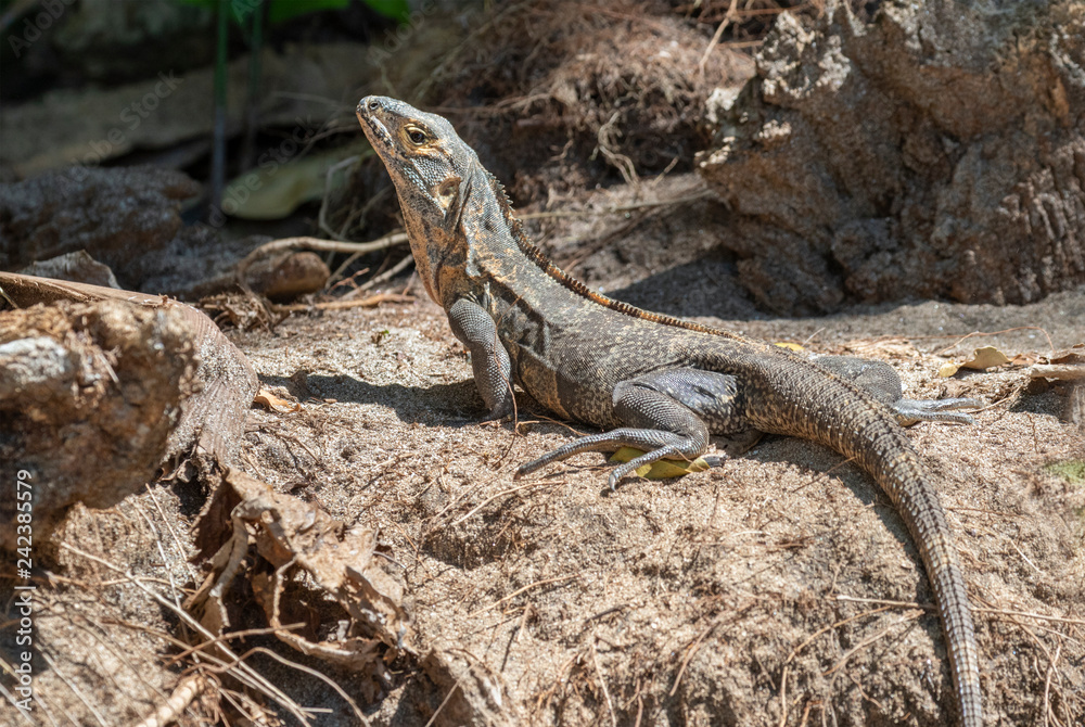 Black spiny-tailed iguana (Ctenosaura similis) portrait, Manuel Antonio National Park, Puntarenas, Costa Rica Black spiny-tailed iguana (Ctenosaura similis) portrait, Manuel Antonio National Park, Puntarenas, Costa Rica