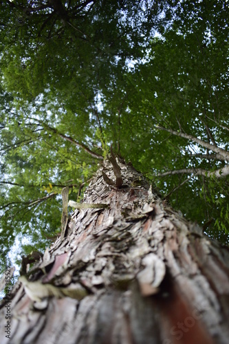 forest