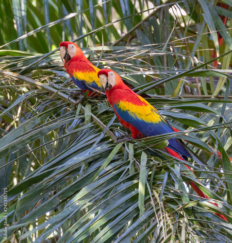 Scarlet Macaw (Ara macao) in rain forest, Puntarenas, Costa Rica