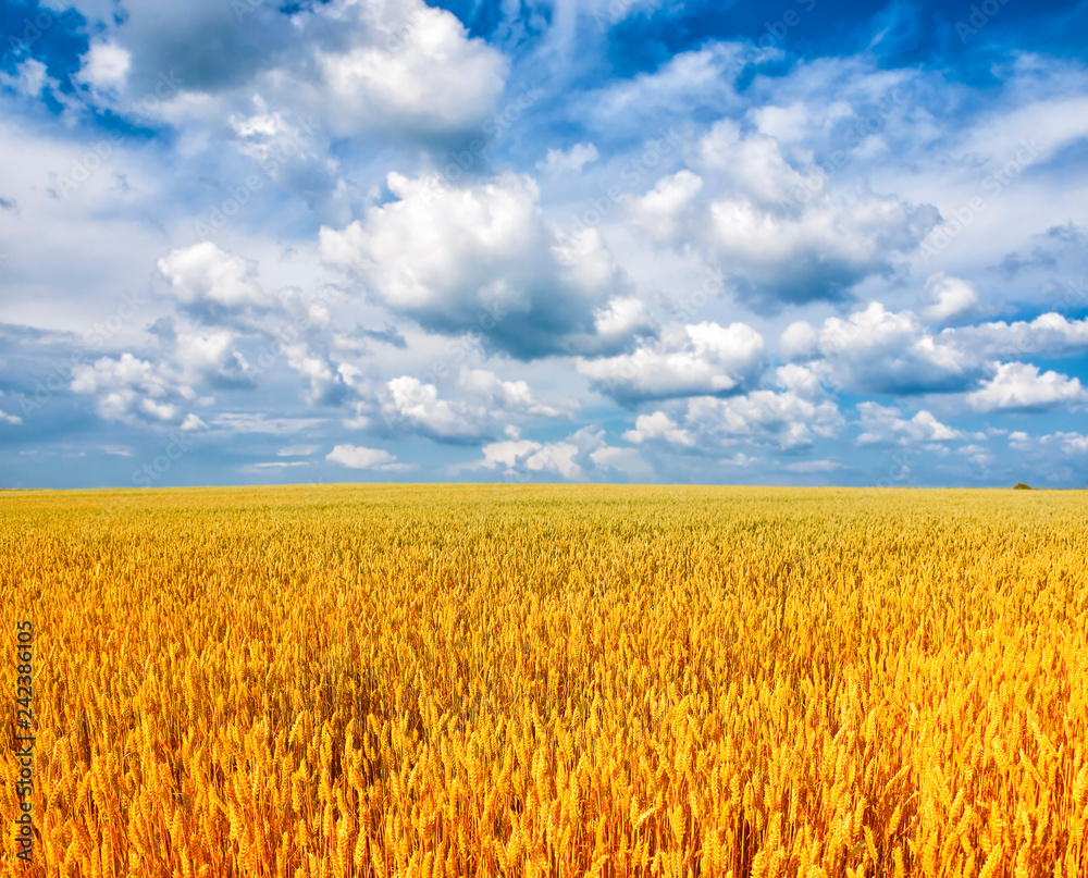 Fototapeta premium Wheat field against a blue sky