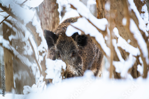 Big Boar Sus Scrofa in the winter snowy forest