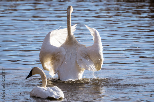 Swans photo